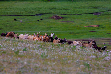 Mongolie animaux de la steppe