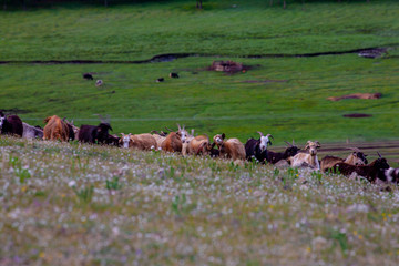 Mongolie animaux de la steppe