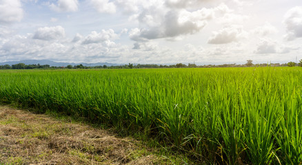 famer agriculture land of rice plantation farm in planting season, green rice filed in water under beautiful white fluffy cloud formation on vivid blue sky in a sunny day,  countryside of Thailand