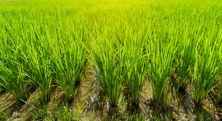 famer agriculture land of rice plantation farm in planting season, green rice filed in water under beautiful white fluffy cloud formation on vivid blue sky in a sunny day,  countryside of Thailand