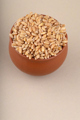 Wheat grains in clay pot on cream background. Close up.