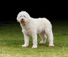 white Labradoodle
