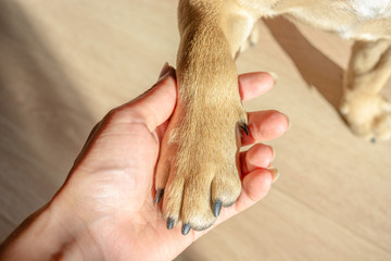 female hand holding paw of the french bulldog