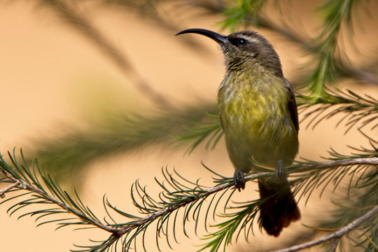 Bronze Sunbird (Nectarinia kilimensis), female/imm male, Nairobi, Kenya.