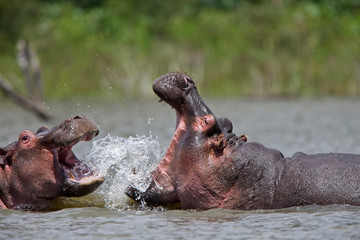 Two Hippopotamus (Hippopotamus amphibius) fighting, in Lake Naivasha, Kenya.