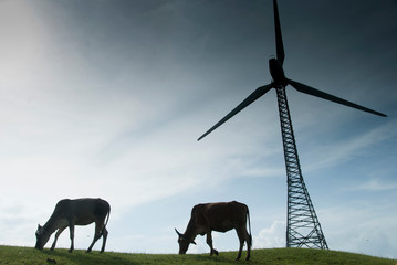 Cows grazing on lush grass near the windmills