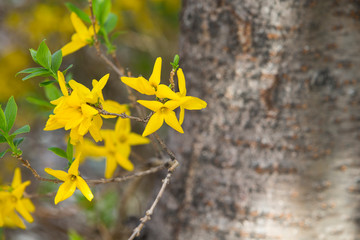 Brightly colored forsythia.Forsythia blooming in spring.
