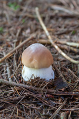 boletus edulis
