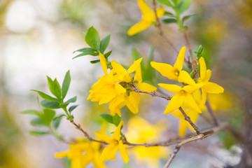 Brightly colored forsythia.Forsythia blooming in spring.
