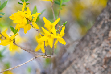 Brightly colored forsythia.Forsythia blooming in spring.