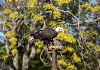 An American Bald Eagle - Haliaeetus leucocephalus