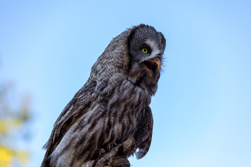 Great grey owl (Strix nebulosa). Night birds of prey