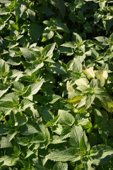 green stinging nettle in the garden