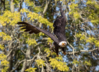 An American Bald Eagle - Haliaeetus leucocephalus