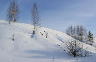 Birches on the slope of a snow-covered ravine. Blue sky