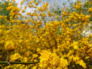 Blooming yellow. Spring awakening of nature in the sunlight. Pollination of fruit plants. Joyful mood. Green spaces of urban landscape design. Bees collecting honey and nectar