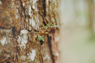 growing pine neddles foliage . selective focus