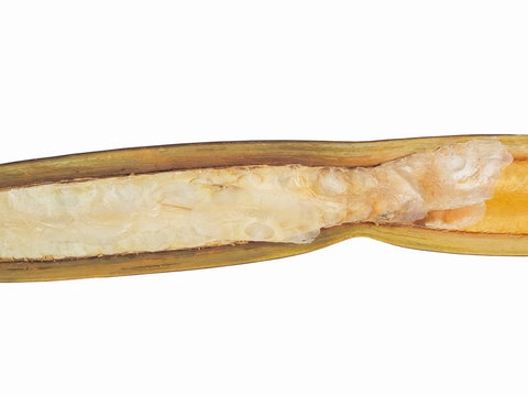 Close-up Seeds of Oroxylum indicum isolated on white background, commonly called midnight horror, oroxylum, Indian trumpet flower, broken bones, Indian caper, or tree of Damocles.