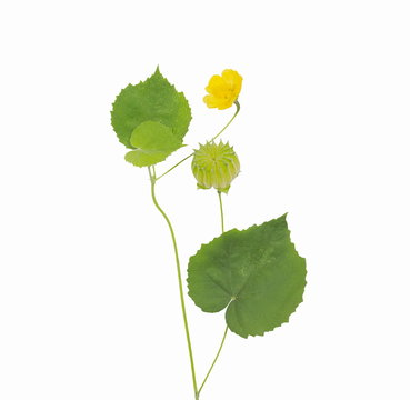 Florida keys indian mallow (Abutilon indicum), green leaves, seed and yellow flower medicinal plant isolated on white background.