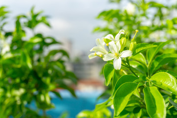 Prettyl white pitals of Orange Jessamine on green leaf background under sunlight, tropical planting know as Andaman satinwood, China box tree and cosmatic bark, fragrant plant for perfume product