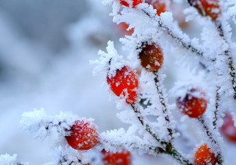 Close up os deep red rose hips covered with frost