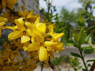 Blooming yellow. Spring awakening of nature in the sunlight. Pollination of fruit plants. Joyful mood. Green spaces of urban landscape design. Bees collecting honey and nectar