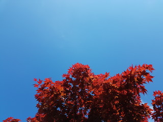Tree with red maple leaves on a background of blue sky. National symbols of Canada. Autumn solemn mood. Scenery and design of greeting card with copyspace and background. Change of seasons.