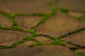 Old paved sidewalk made of wild stone with green moss.