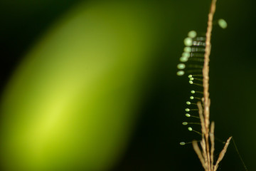 tiny leafs plant on green background