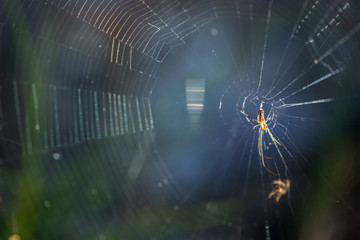 spider hanging on web 