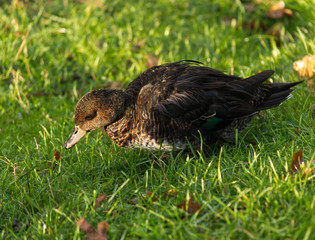 Canard, palmipède, au repos sur le bord de la berge du lac