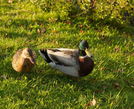 Couple de colvert canard palmip&egrave;de en balade sur le bord de la berge de l'&eacute;tang