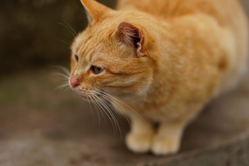Portrait of a ginger cat on the street closeup, attentive look.