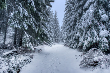 hiking path under snow in mountains with fog, with spruce forest, Beskydy mountains