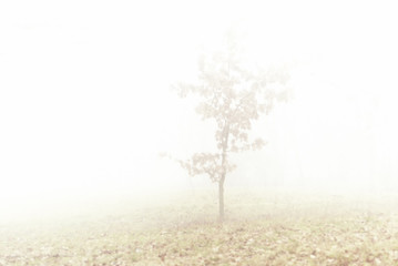 Fototapeta premium Fog