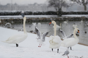 Oiseaux en hiver au bord du lac