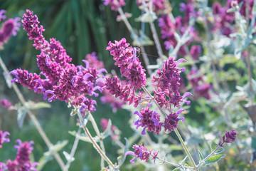 Summer meadow close up. Purple blooming plant on sunny meadow.