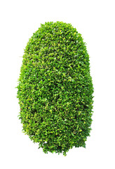 Greenery ficus shrub plant isolated on white background , green leaves bush di cut with clipping...