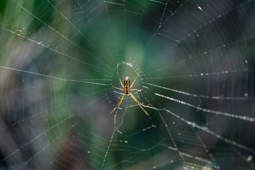 spider hanging on web center