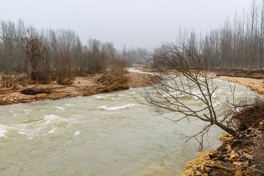Árbol inclinado por la erosión durante una crecida del Río Bernesga y bosques de ribera con la niebla de fondo. León, España.