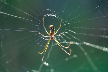 spider hanging on web close up