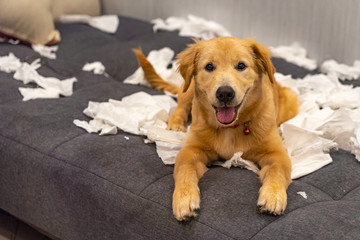 Portrait of naughty young golden dog playing toilet papers - obrazy, fototapety, plakaty