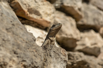 iguana sunbath on rocks 
