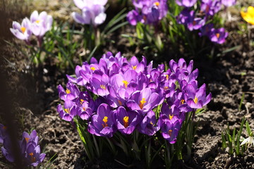 Blooming crocuses on a background of green grass. Spring awakening of nature in the sunlight. Pollination of fruit plants. Joyful mood. Green spaces of urban landscape design. Picking saffron