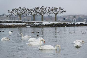 Oiseaux en hiver au bord du lac