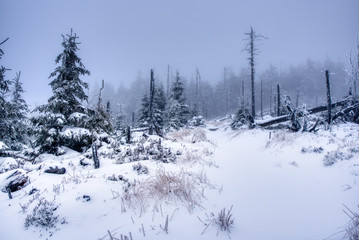 hiking path under snow in mountains with fog, with spruce forest, Beskydy mountains