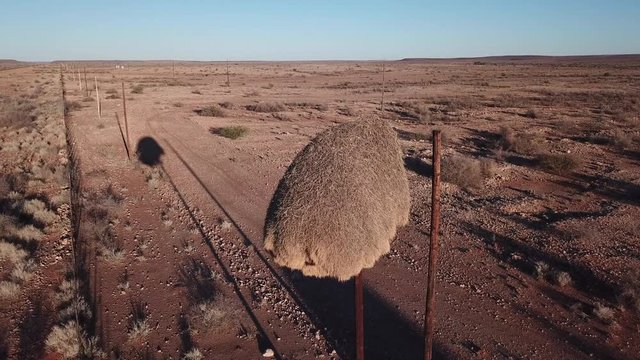 4K aerial drone video of sociable weavers nests on power pillars, gravel plains, wide dry bush savanna panorama near Upington, South Africa, N10 desert highway near Namibian border, southern Africa