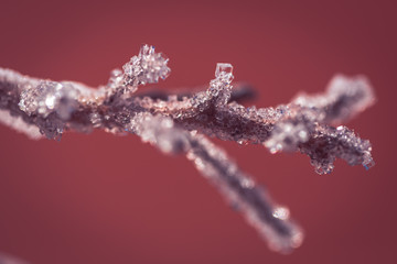branch covered with crystal salt grains close up