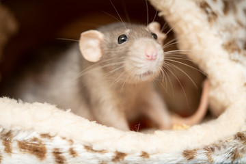 funny curious pet rat close-up