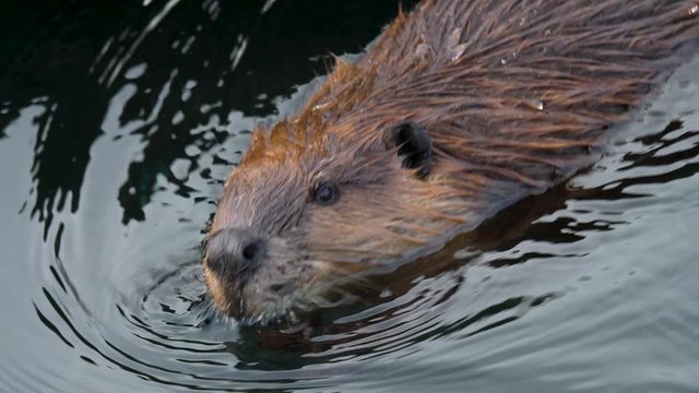 Close up of beaver head swimming around